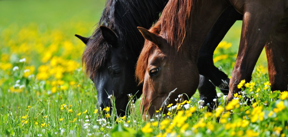 статьи о лошадях